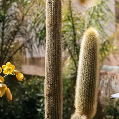 Large With Private Garden Apartamento Marsaskala